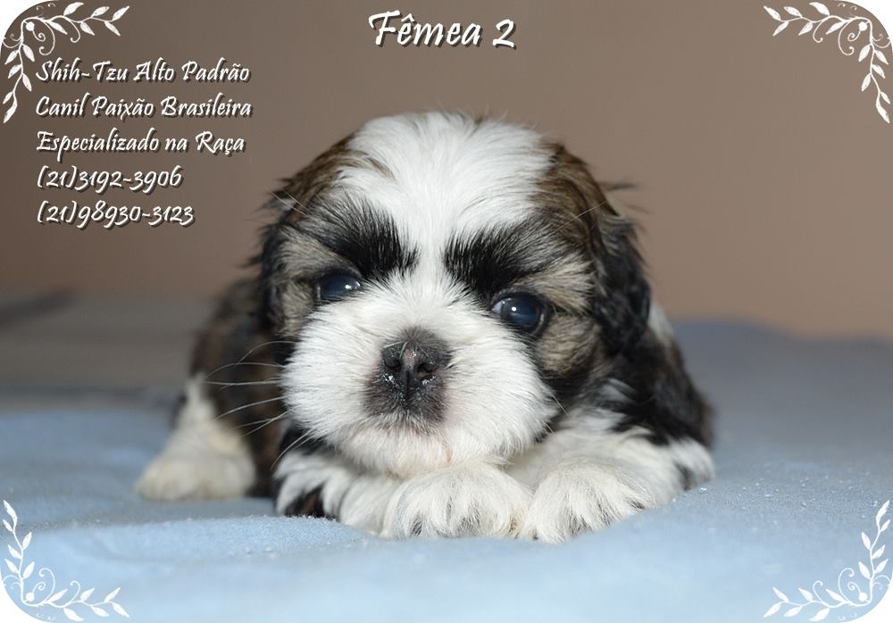 venda de cachorro da raça shih tzu